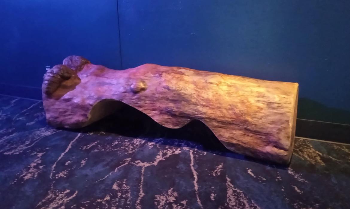 Cedar Bench at the Florida Aquarium
